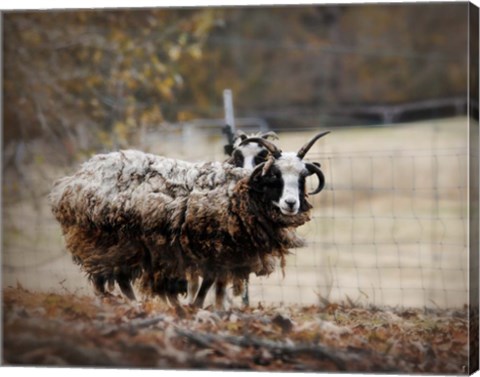 Framed Woolly In Autumn Jacob Sheep Print
