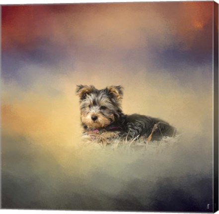 Framed Yorkie Loving The Leaves Print