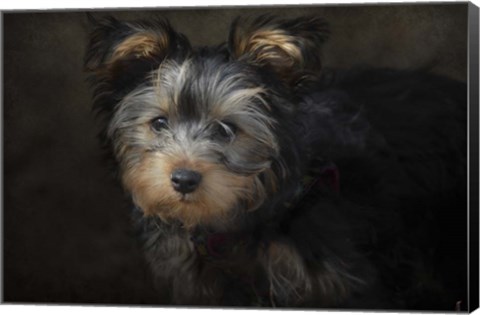 Framed Yorkie Puppy Print