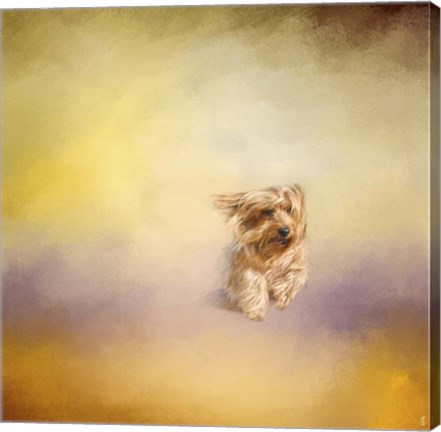 Framed Yorkie Running Into The Wind Print