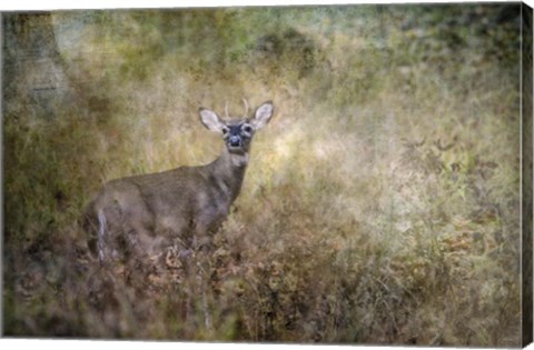 Framed Young Buck Print