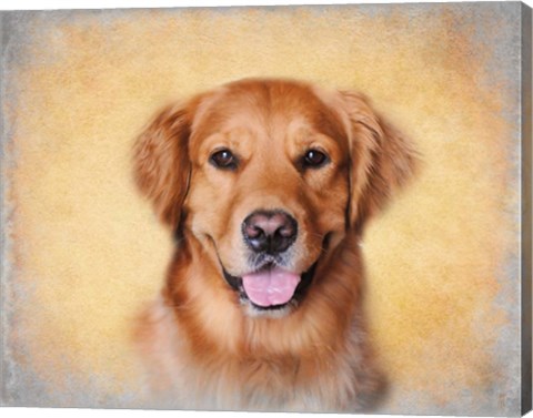 Framed Young Golden Retriever Portrait Print
