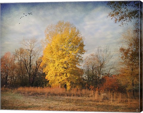 Framed Golden Moment Print