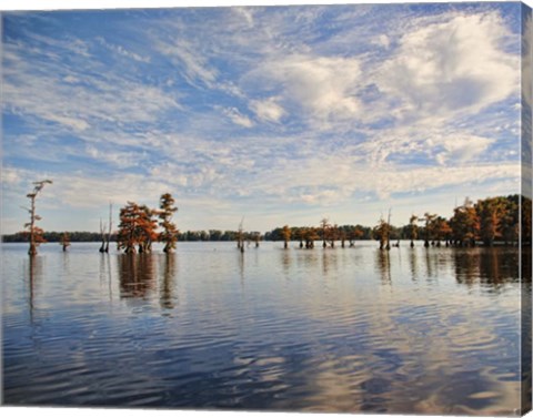 Framed Autumn Cypress Trees Print