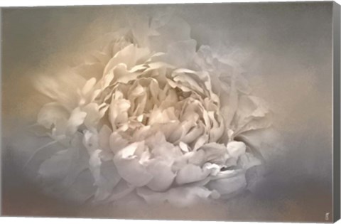 Framed Blushing Silver And Gold Peony Print
