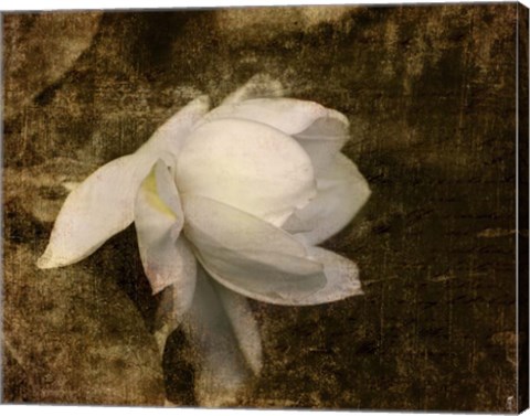 Framed Cape Jasmine Gardenia 1 Print