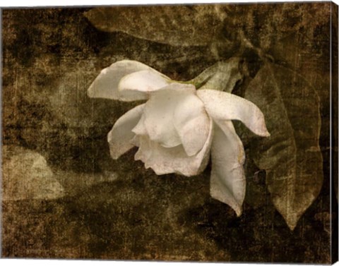 Framed Cape Jasmine Gardenia 2 Print