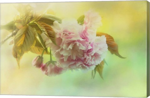 Framed Cherry Blossoms In Spring Print