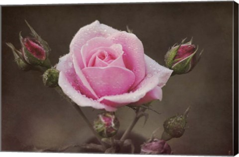 Framed Clothed In Natures Jewels Print