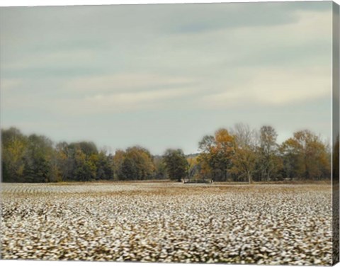 Framed Cotton Field In Autumn Print