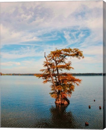 Framed Cypress In Autumn 1 Print