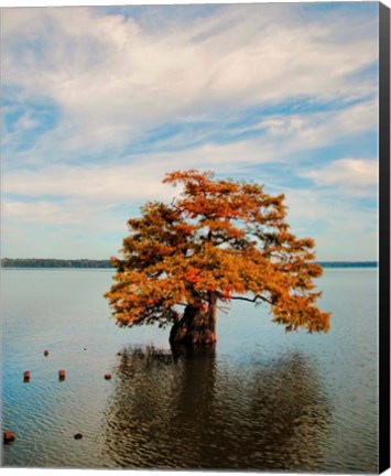 Framed Cypress In Autumn 2 Print
