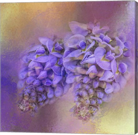 Framed Enticing Wisteria Print