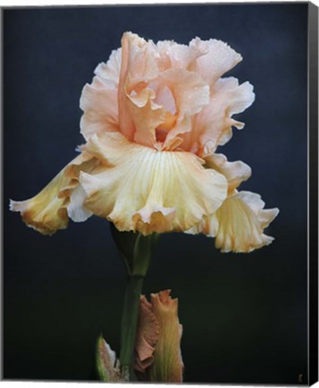 Framed Iris On Blue Print