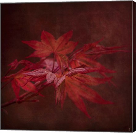 Framed Japanese Maple Print