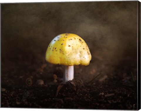 Framed Little Yellow Mushroom Print