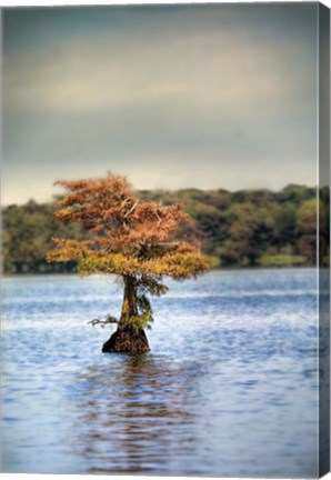 Framed Lonely Little Cypress Tree Print