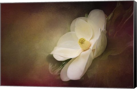 Framed Magnolia In Bloom 1 Print