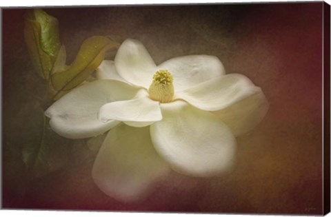 Framed Magnolia In Bloom 2 Print