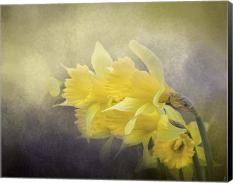 Framed Out Of The Darkness Print