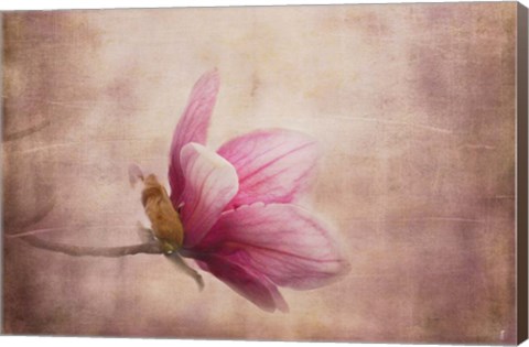 Framed Pink Magnolia 1 Print