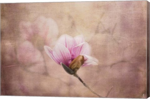 Framed Pink Magnolia 2 Print