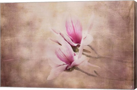 Framed Pink Magnolia 3 Print