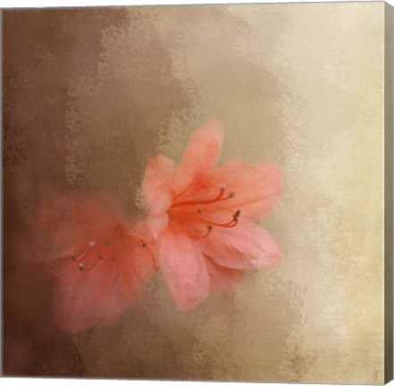 Framed Salmon Azaleas Print