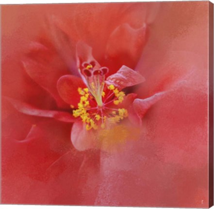 Framed Salmon Hibiscus 1 Print