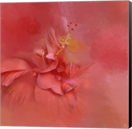 Framed Salmon Hibiscus 2 Print