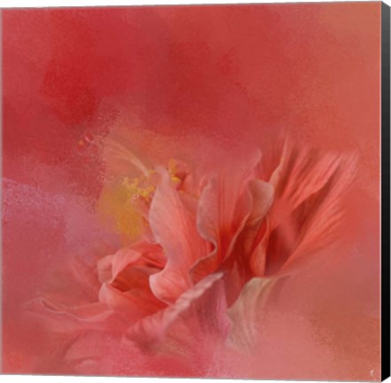 Framed Salmon Hibiscus 3 Print