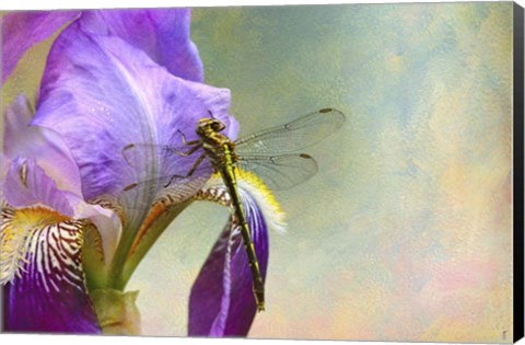 Framed Say Hello To Spring Print