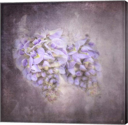 Framed Sweet Wisteria Print