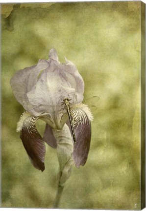 Framed Vintage Iris And Dragonfly Print