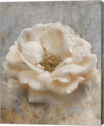 Framed Vintage Rose 1 Print