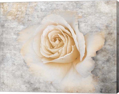 Framed Vintage Rose 2 Print