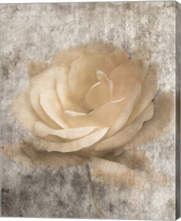 Framed Vintage Rose 3 Print