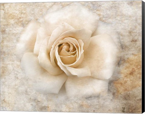 Framed Vintage Rose 5 Print