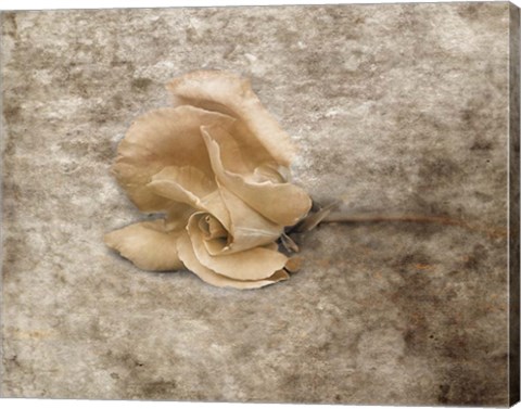 Framed Vintage Rose 6 Print