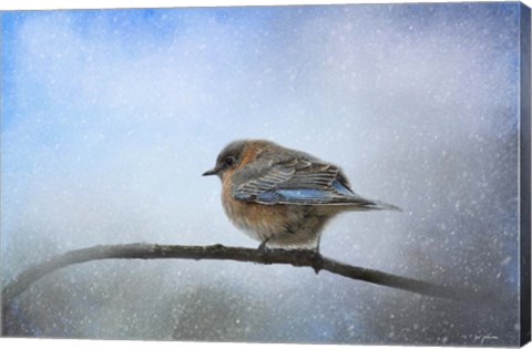 Framed Bluebird In The Snow Print