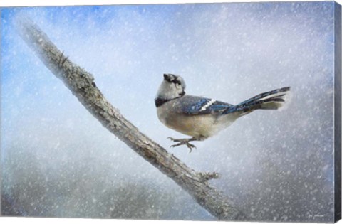 Framed Bluejay In The Snow Print