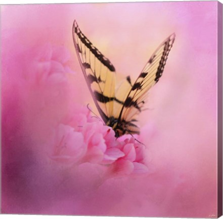 Framed Butterfly On The Azaleas Print