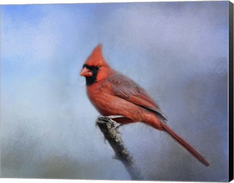 Framed Cardinal At First Frost Print