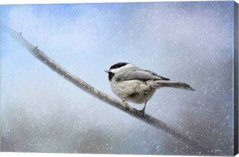 Framed Chickadee In The Snow Print