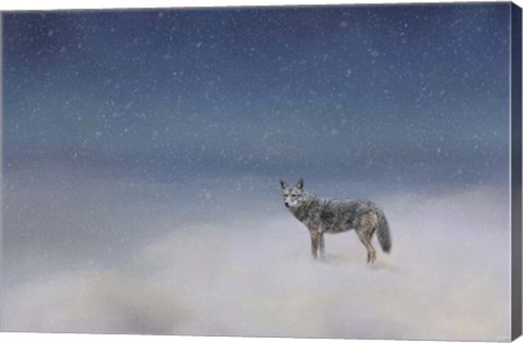 Framed Coyote In Winter Print