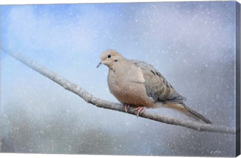 Framed Dove In The Snow Print