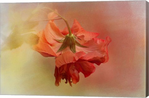 Framed Falling Blossom Print