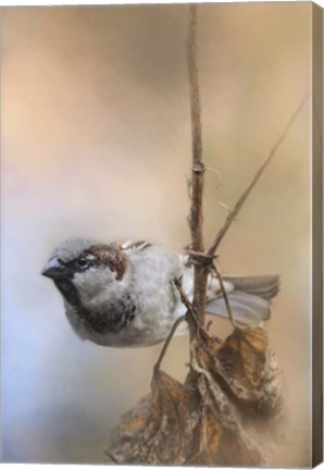 Framed Hanging On Sparrow Print