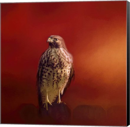 Framed Hawk On A Hot Day Print