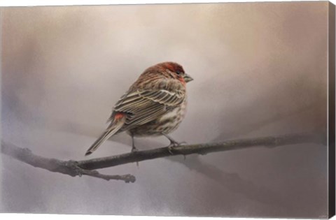 Framed House Finch In January Print